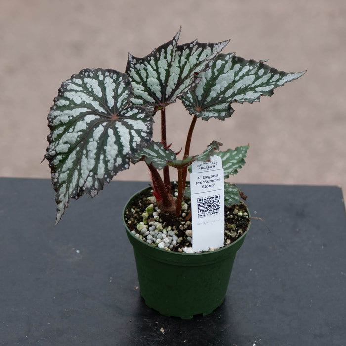 Gabriella Plants Begonia 4" Begonia rex 'Summer Storm'