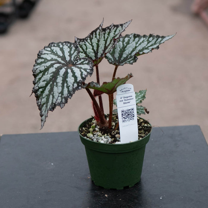 Gabriella Plants Begonia 4" Begonia rex 'Summer Storm'