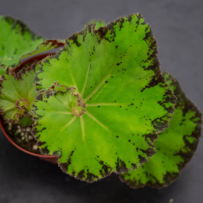 Gabriella Plants Begonia 4" Begonia 'River Nile'
