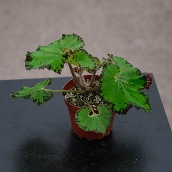 Gabriella Plants Begonia 4" Begonia 'River Nile'