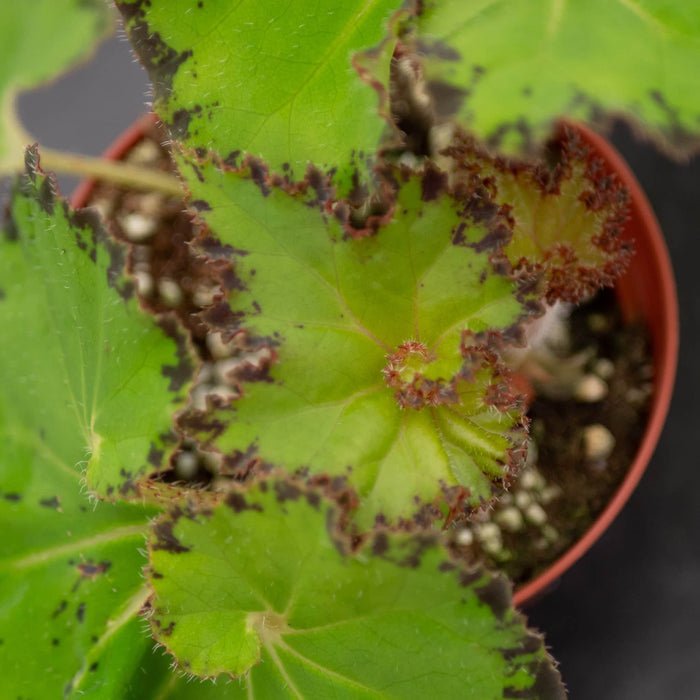 Gabriella Plants Begonia 4" Begonia 'River Nile'