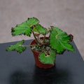 Gabriella Plants Begonia 4" Begonia 'River Nile'