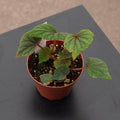 Gabriella Plants Begonia 4" Begonia sericoneura var. lindleyana