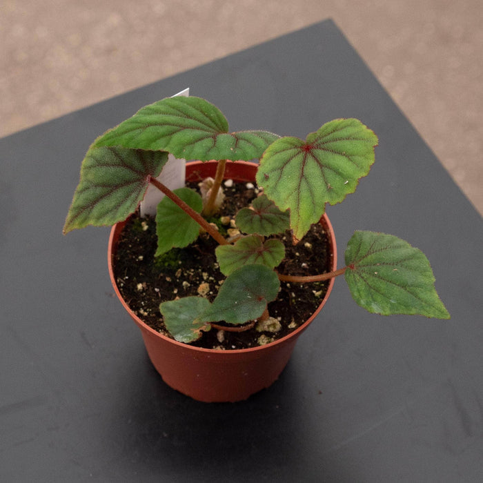 Gabriella Plants Begonia 4" Begonia sericoneura var. lindleyana