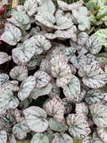 Gabriella Plants Begonia 4" Begonia Silver Dollar