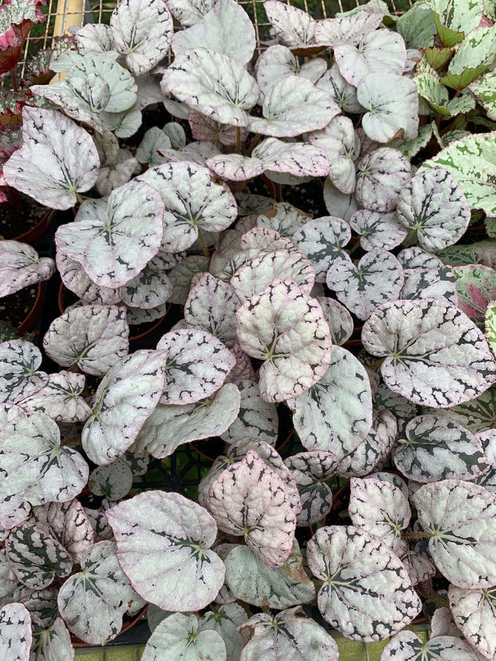 Gabriella Plants Begonia 4" Begonia Silver Dollar