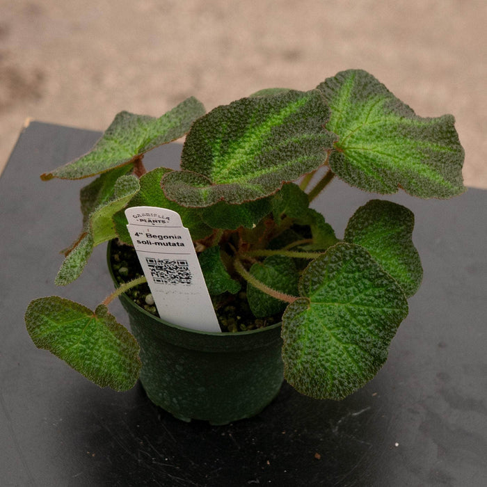 Gabriella Plants Begonia 4" Begonia soli-mutata