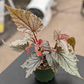 Gabriella Plants Begonia 4" Begonia U549