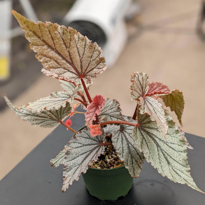 Gabriella Plants Begonia 4" Begonia U549