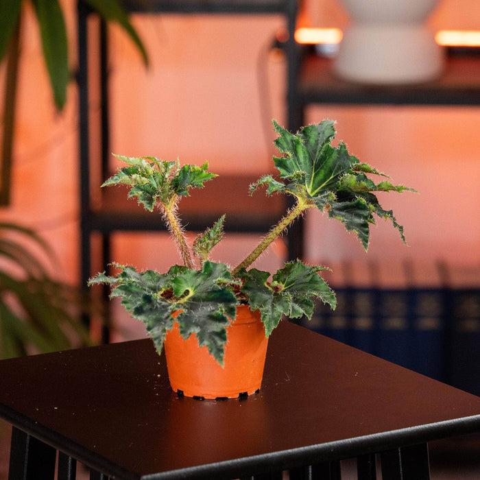 Gabriella Plants Begonia 4" Begonia ‘Unique'