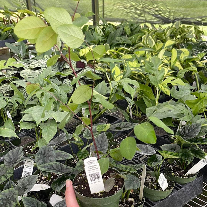 Gabriella Plants Lawn & Garden 4" Breynia disticha 'Roseopicta'