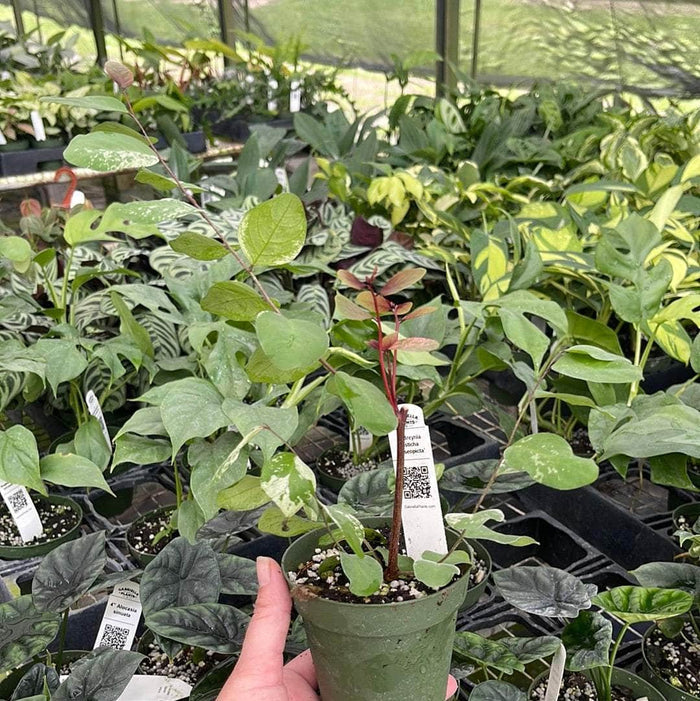 Gabriella Plants Lawn & Garden 4" Breynia disticha 'Roseopicta'