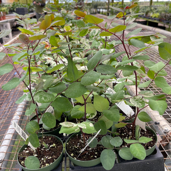 Gabriella Plants 4" Breynia disticha 'Roseopicta'