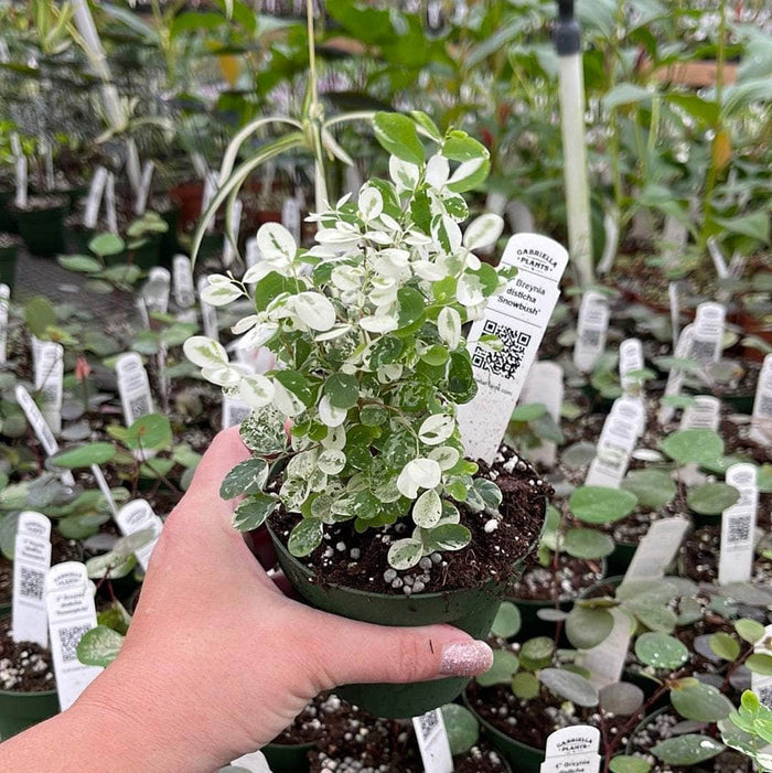 Gabriella Plants Breynia 4" Breynia disticha 'Snowbush'