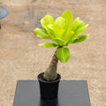 Gabriella Plants Succulent 4" Brighamia insignis