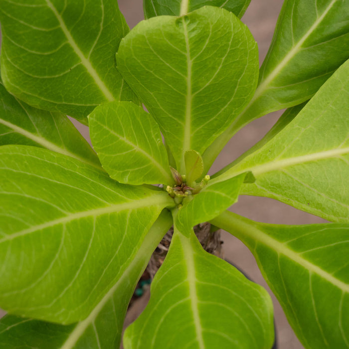 Gabriella Plants Succulent 4" Brighamia insignis