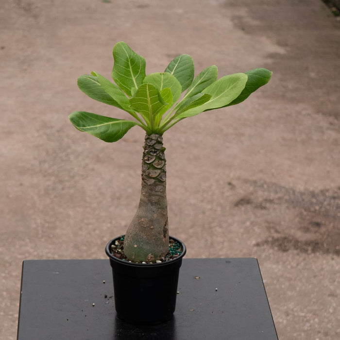Gabriella Plants Succulent 4" Brighamia insignis