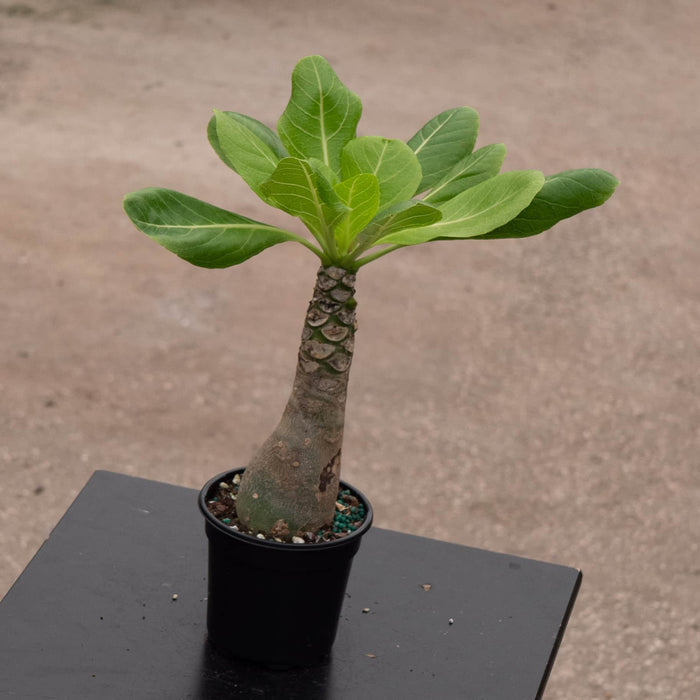 Gabriella Plants Succulent 4" Brighamia insignis