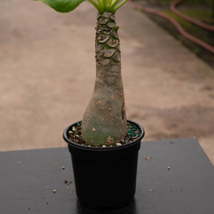 Gabriella Plants Succulent 4" Brighamia insignis