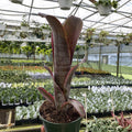 Gabriella Plants Bromeliad 5” Bromeliad Billbergia vittata alba