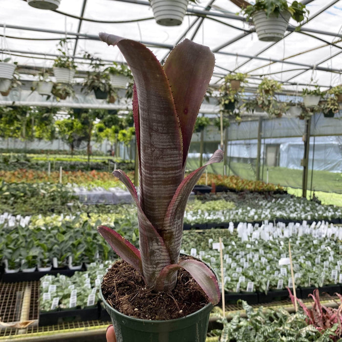 Gabriella Plants Bromeliad 5” Bromeliad Billbergia vittata alba
