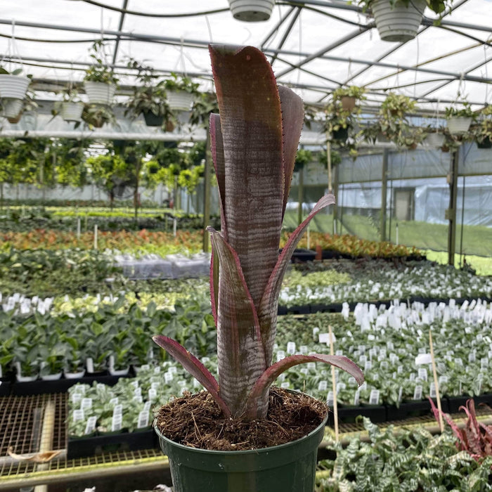 Gabriella Plants Bromeliad 5” Bromeliad Billbergia vittata alba