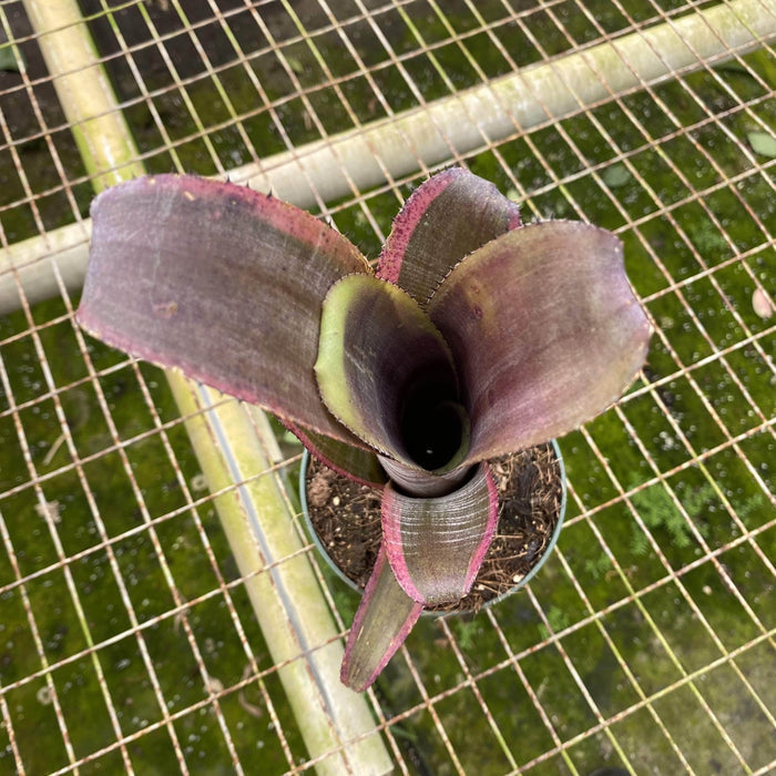 Gabriella Plants Bromeliad 5” Bromeliad Billbergia vittata alba