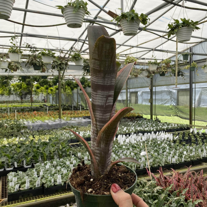 Gabriella Plants Bromeliad 5” Bromeliad Billbergia vittata alba