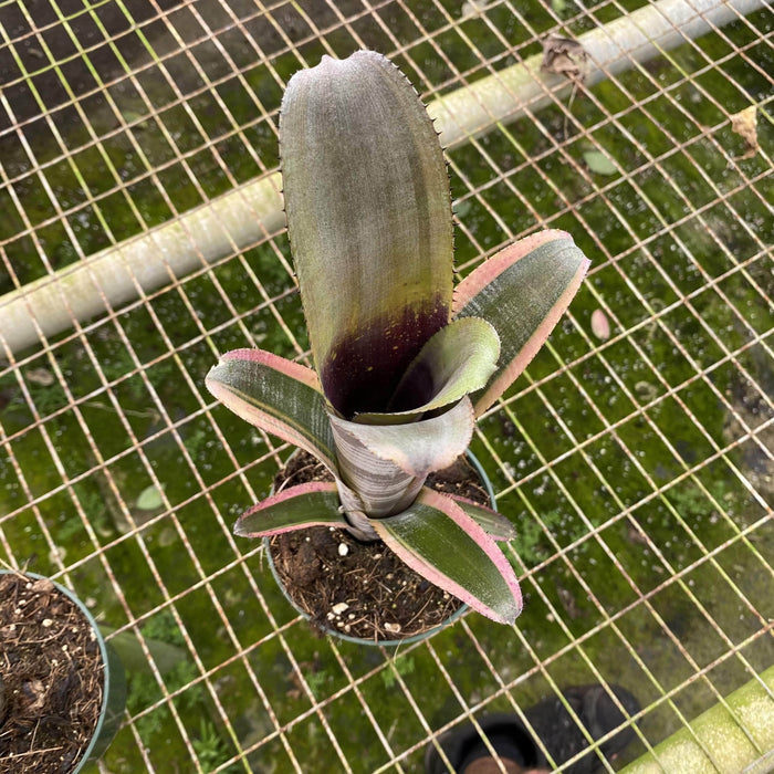 Gabriella Plants Bromeliad 5” Bromeliad Billbergia vittata alba