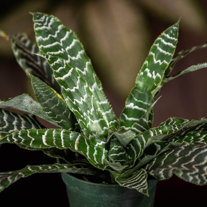 Gabriella Plants Cryptanthus 4" Bromeliad Cryptanthus 'Betty'