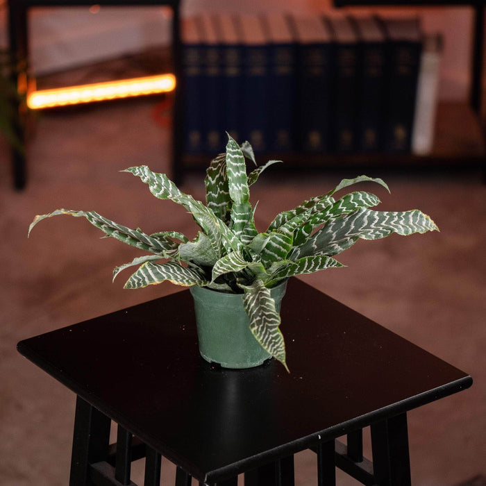 Gabriella Plants Cryptanthus 4" Bromeliad Cryptanthus 'Betty'