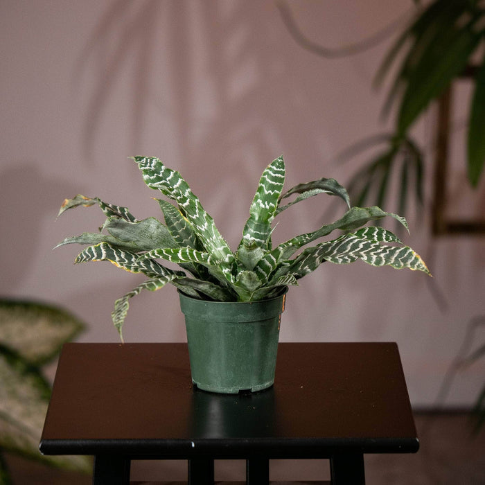 Gabriella Plants Cryptanthus 4" Bromeliad Cryptanthus 'Betty'
