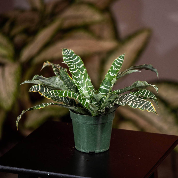 Gabriella Plants Cryptanthus 4" Bromeliad Cryptanthus 'Betty'