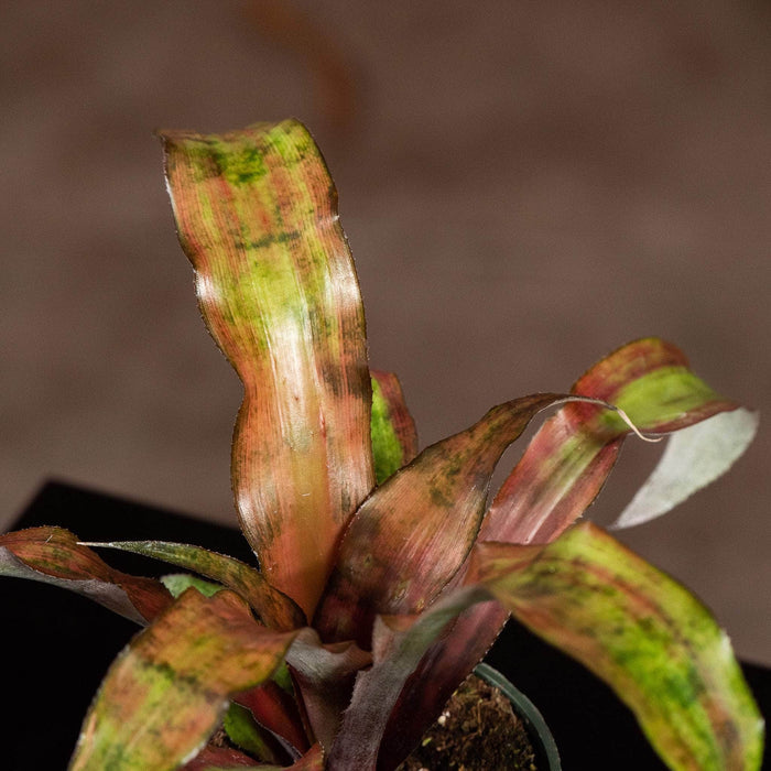 Gabriella Plants Cryptanthus 4" Bromeliad Cryptanthus 'Calypso'