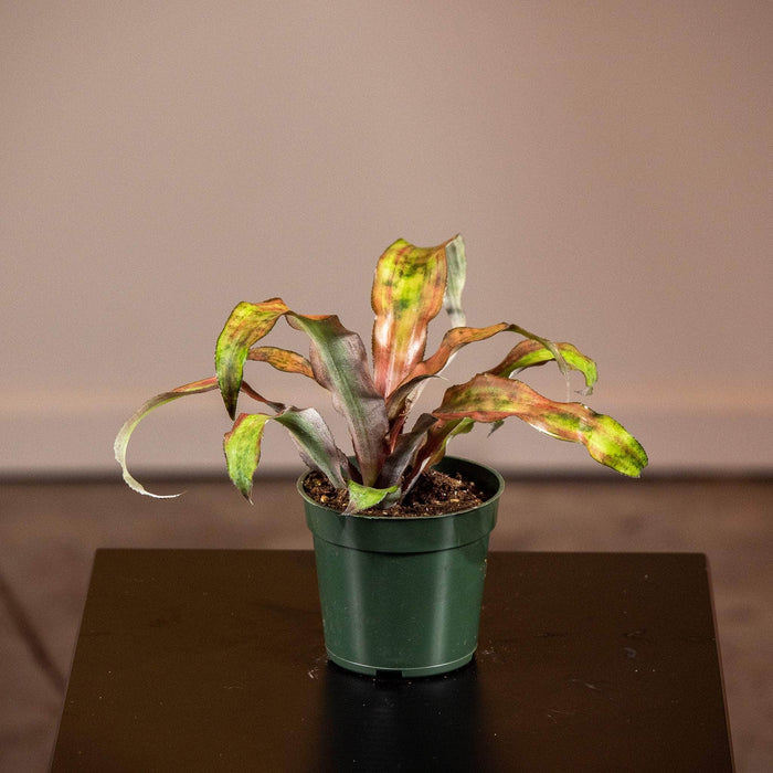 Gabriella Plants Cryptanthus 4" Bromeliad Cryptanthus 'Calypso'