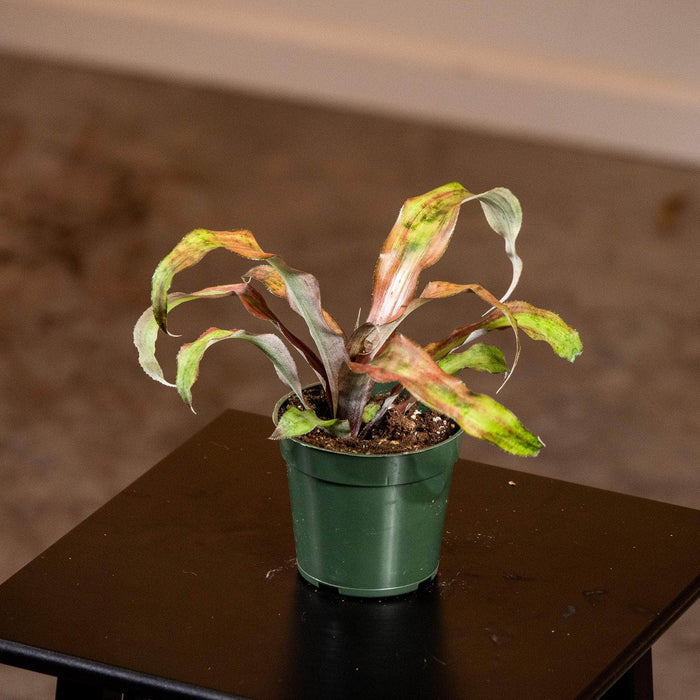Gabriella Plants Cryptanthus 4" Bromeliad Cryptanthus 'Calypso'