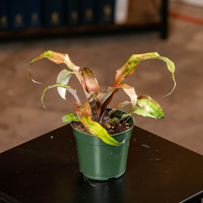Gabriella Plants Cryptanthus 4" Bromeliad Cryptanthus 'Calypso'