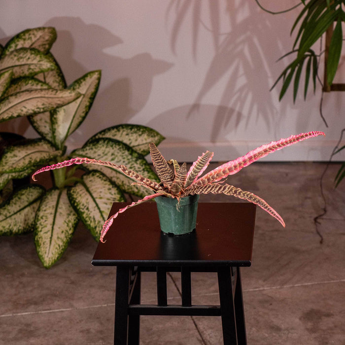 Gabriella Plants Cryptanthus 4" Bromeliad Cryptanthus 'Elaine'