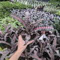 Gabriella Plants Bromeliad 5" Bromeliad Cryptanthus 'Yasira'
