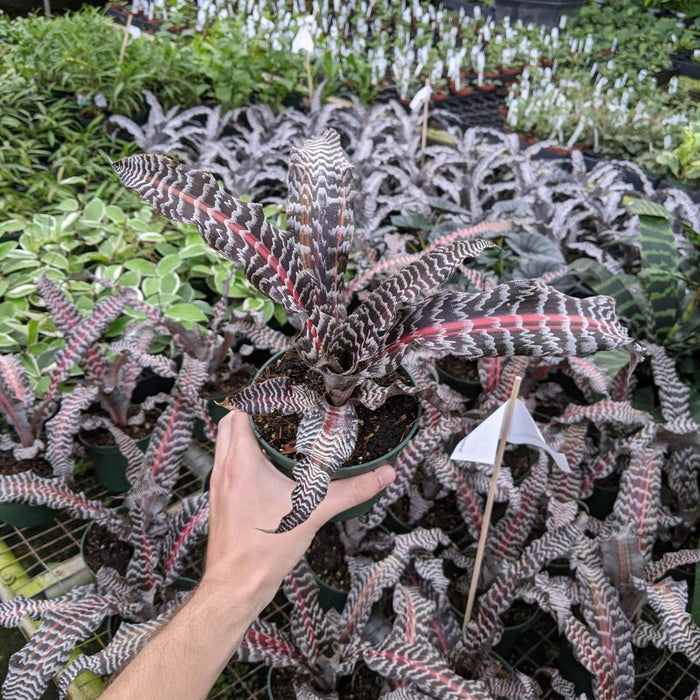 Gabriella Plants Bromeliad 5" Bromeliad Cryptanthus 'Yasira'