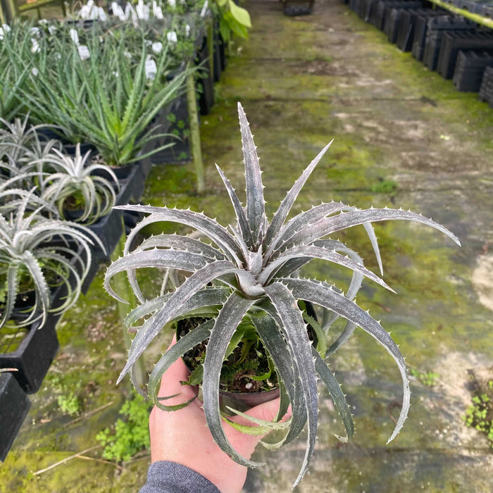 Gabriella Plants Bromeliad 4" Bromeliad Dyckia 'Pale Ryder'