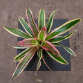 Gabriella Plants 4" Bromeliad Neoregelia 'Franca'