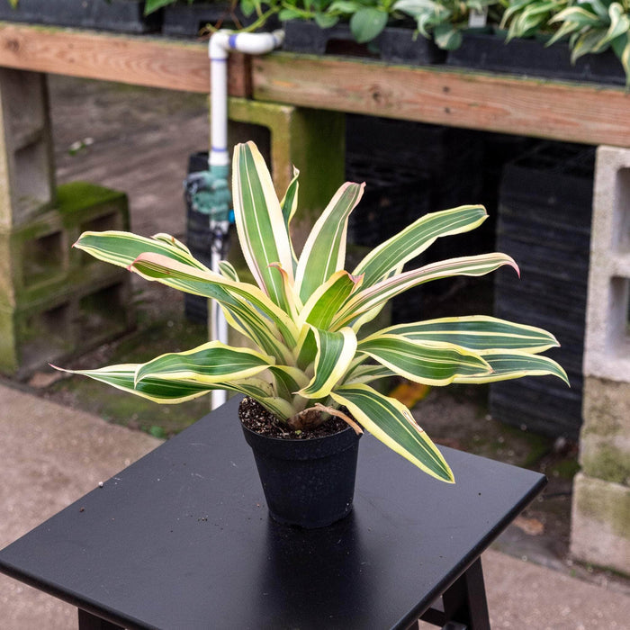 Gabriella Plants 4" Bromeliad Neoregelia 'Franca'
