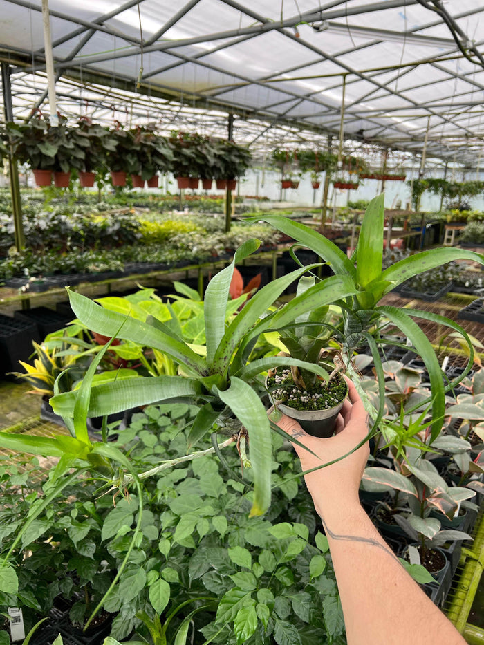 Gabriella Plants Bromeliad 4" Bromeliad Neoregelia pauciflora