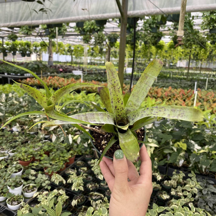 Gabriella Plants 4” Bromeliad Neoregelia pauciflora
