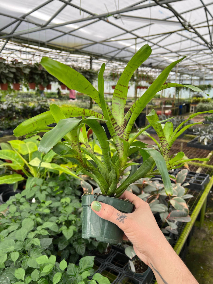 Gabriella Plants Bromeliad 4" Bromeliad Neoregelia tigrina