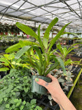 Gabriella Plants Bromeliad 4" Bromeliad Neoregelia tigrina