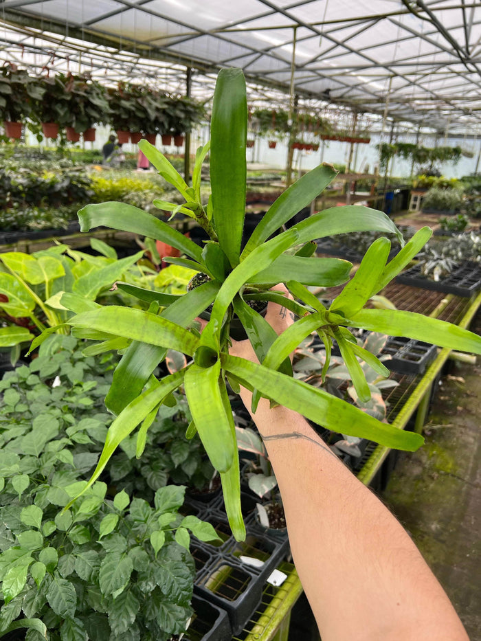 Gabriella Plants Bromeliad 4" Bromeliad Neoregelia tigrina