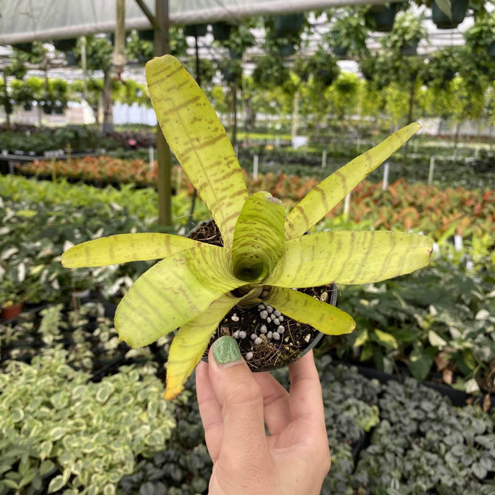 Gabriella Plants Bromeliad 4" Bromeliad Neoregelia tigrina