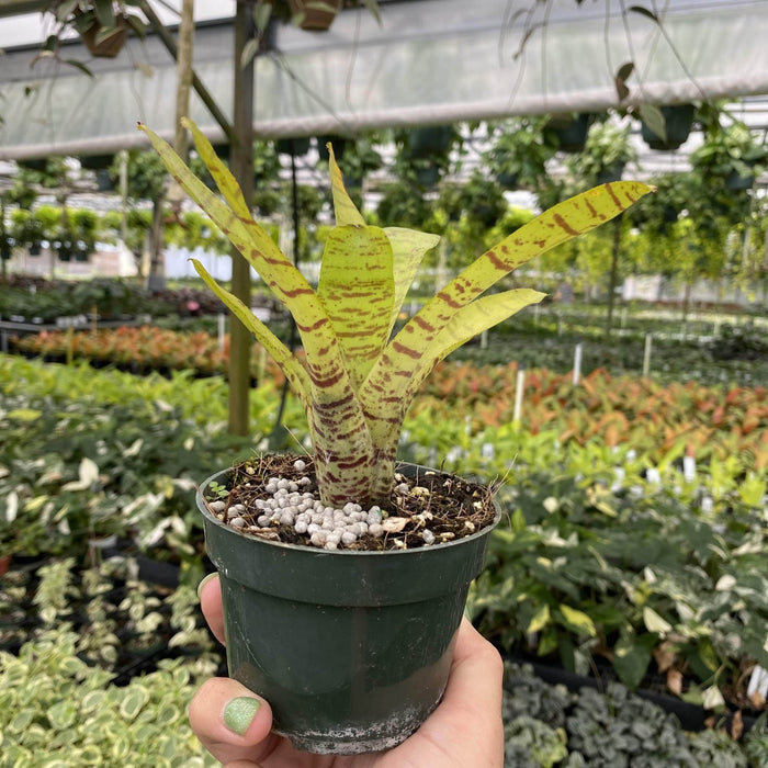 Gabriella Plants Bromeliad 4" Bromeliad Neoregelia tigrina